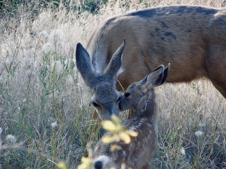 Entry image for Motherly Love. Clicking this image will show a larger photo