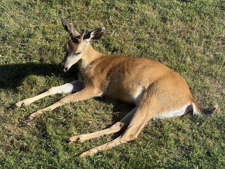 Entry image for Buck relaxing in backyard . Clicking this image will show a larger photo