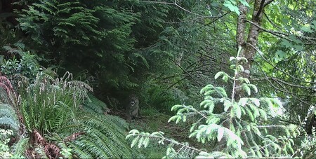 Entry image for Cougar Face-Off. Clicking this image will show a larger photo