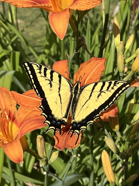 Entry image for Two-tailed Swallowtail. Clicking this image will show a larger photo