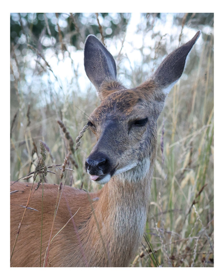 Entry image for Silly deer sticking her tongue out. Clicking this image will show a larger photo