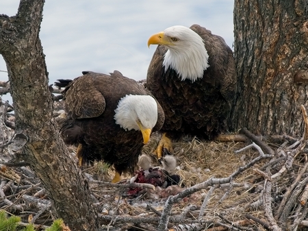 Entry image for Proud Parents. Clicking this image will show a larger photo