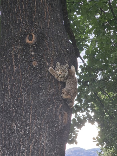 Entry image for Bobcat Kitten. Clicking this image will show a larger photo