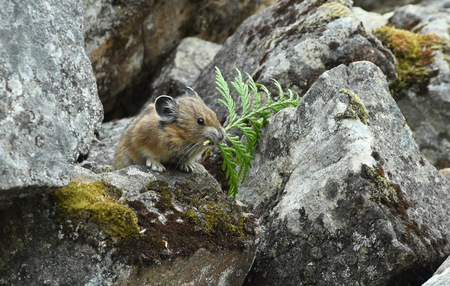 Entry image for Pika with Cedar. Clicking this image will show a larger photo