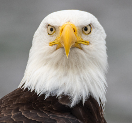 Entry image for The Stare Down. Clicking this image will show a larger photo