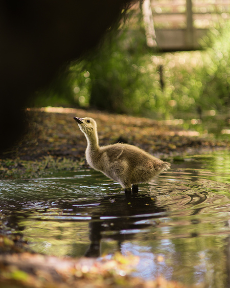 Entry image for Little wanderer. Clicking this image will show a larger photo