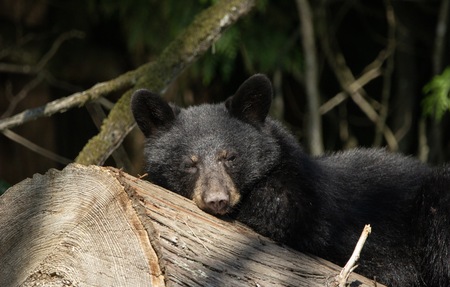 Entry image for Bearly Awake. Clicking this image will show a larger photo