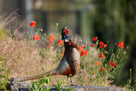 Entry image for Pheasant and Poppies. Clicking this image will show a larger photo