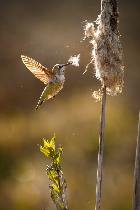 Entry image for Swan Lake Hummingbird. Clicking this image will show a larger photo