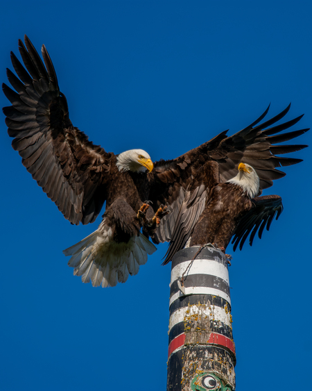Entry image for The Challenger. Clicking this image will show a larger photo