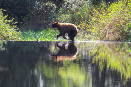 Entry image for Water crossing. Clicking this image will show a larger photo