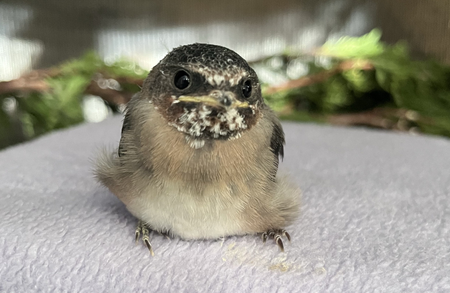 Entry image for Wild ARC Patient - Fledgling Cliff Swallow. Clicking this image will show a larger photo