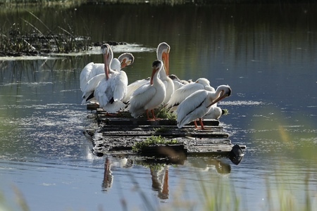 Entry image for Sanctuary between wings . Clicking this image will show a larger photo