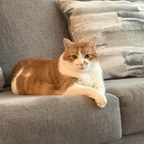Entry image for Purrsie