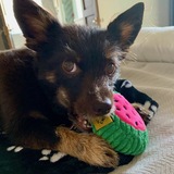 Entry image for Snickers