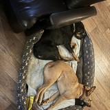 Entry image for Scout and Smalls