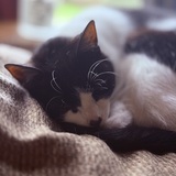 Entry image for Baby Kitty