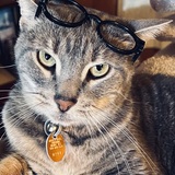 Entry image for Momma Kitty