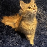 Entry image for Lucy