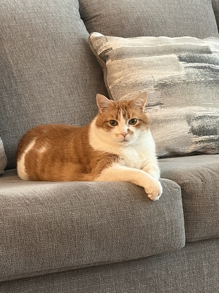 Entry image for Purrsie. Clicking this image will show a larger photo