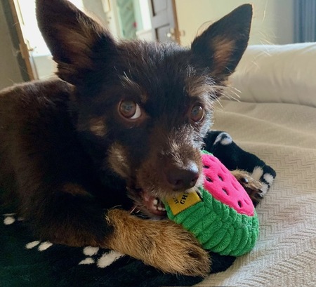 Entry image for Snickers. Clicking this image will show a larger photo