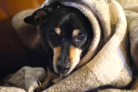 Entry image for Dodger. Clicking this image will show a larger photo