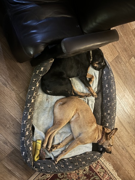 Entry image for Scout and Smalls. Clicking this image will show a larger photo