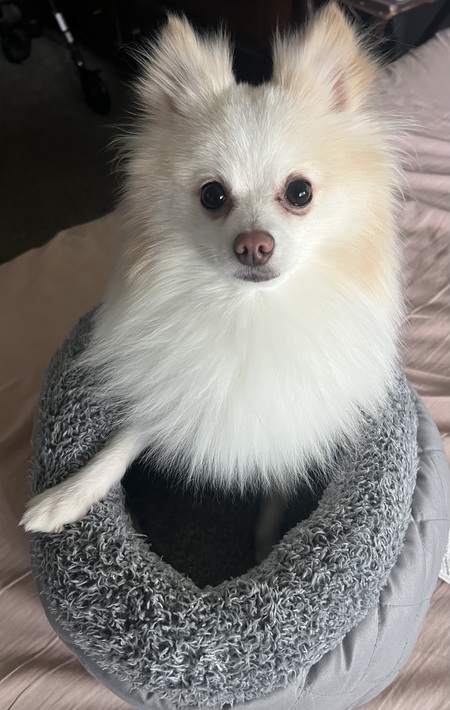Entry image for Lucky. Clicking this image will show a larger photo