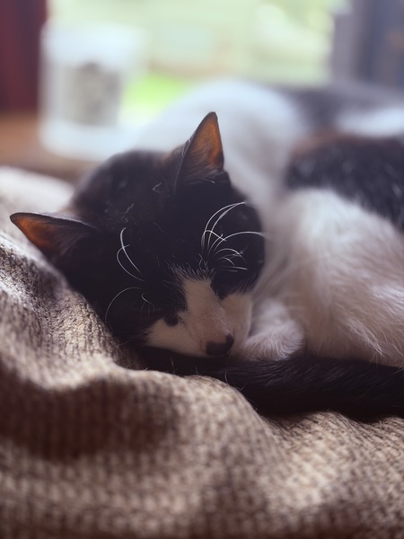 Entry image for Baby Kitty. Clicking this image will show a larger photo