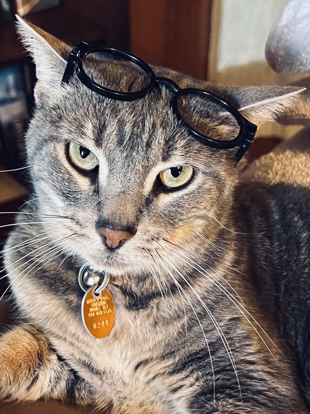 Entry image for Momma Kitty. Clicking this image will show a larger photo