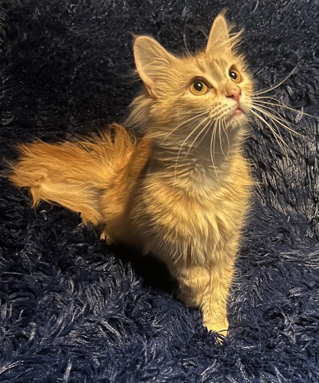 Entry image for Lucy. Clicking this image will show a larger photo