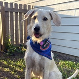 Entry image for Goose