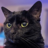 Entry image for Binx