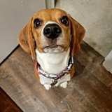 Entry image for Charlie Grace