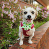 Entry image for Sweet Potato