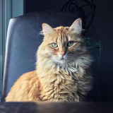 Entry image for Lulu The Cat Model