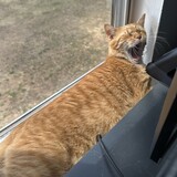 Entry image for Benson Boone