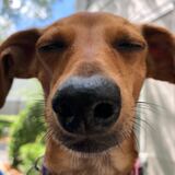 Entry image for Daisy