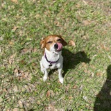 Entry image for Peanut