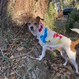 Entry image for Peanut 