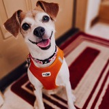 Entry image for Peanut 