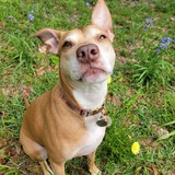 Entry image for Fawn