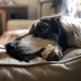 Entry image for Turk