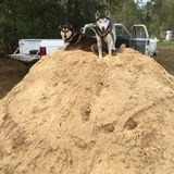 Entry image for Koa and Lark 