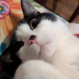 Entry image for Chester