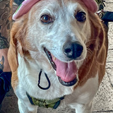 Entry image for Betty White