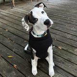 Entry image for Izzy Head