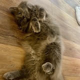 Entry image for Lilo