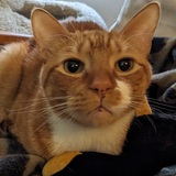 Entry image for Tango