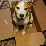 Entry image for Benny